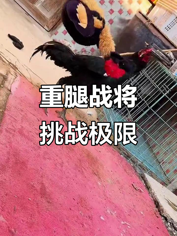 蒙面斗鸡高手，重腿连环攻击震撼全场