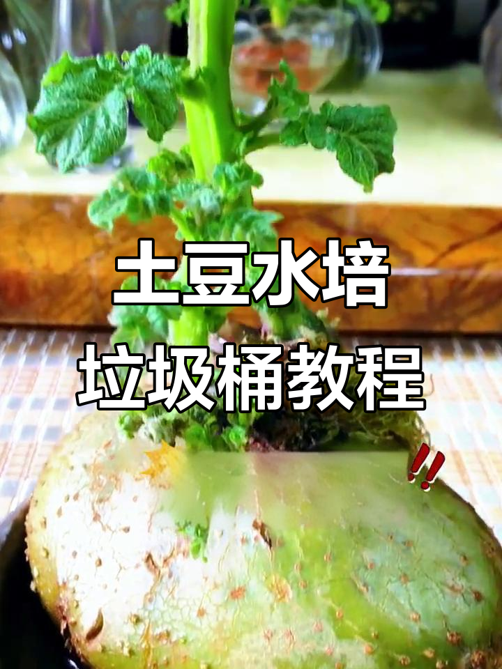 用废可乐瓶做水培土豆,简单又美观