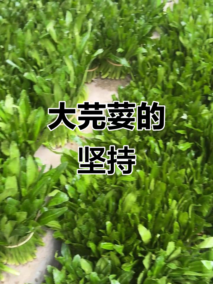 十年磨一剑,云南大芫荽香菜的匠心传承