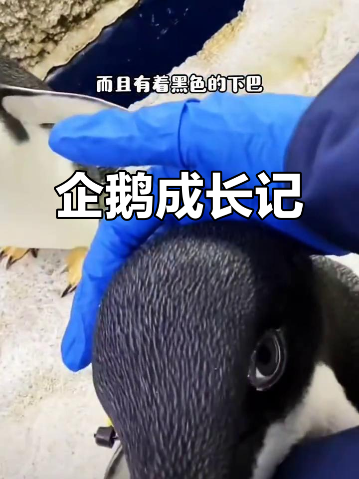 小企鹅黏人到不行,长大后变化大!