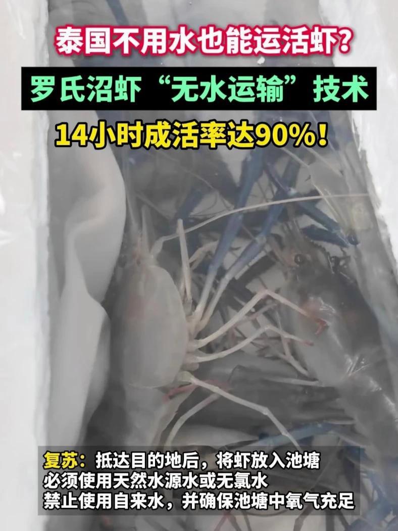 泰国不用水也能运活虾?罗氏沼虾“无水运输”技术,14小时成活率达90%!罗氏虾 活虾运输 