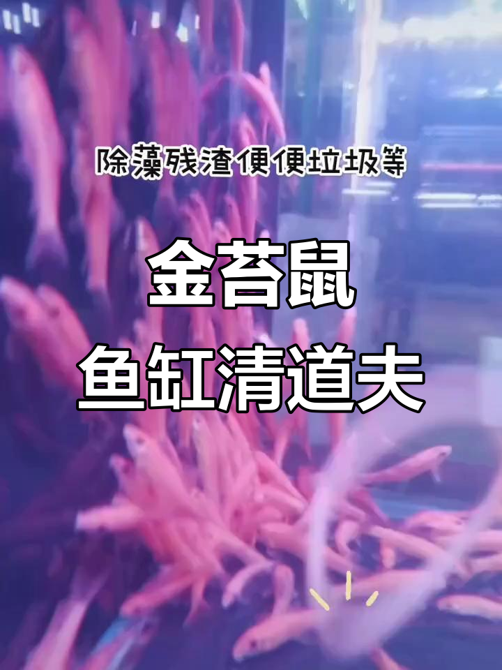 鱼缸清洁神器,金苔鼠帮你搞定藻类和残渣