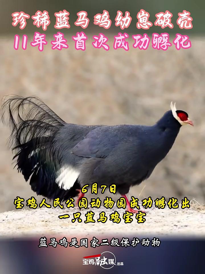 珍稀蓝马鸡幼崽破壳11年来首次成功孵化