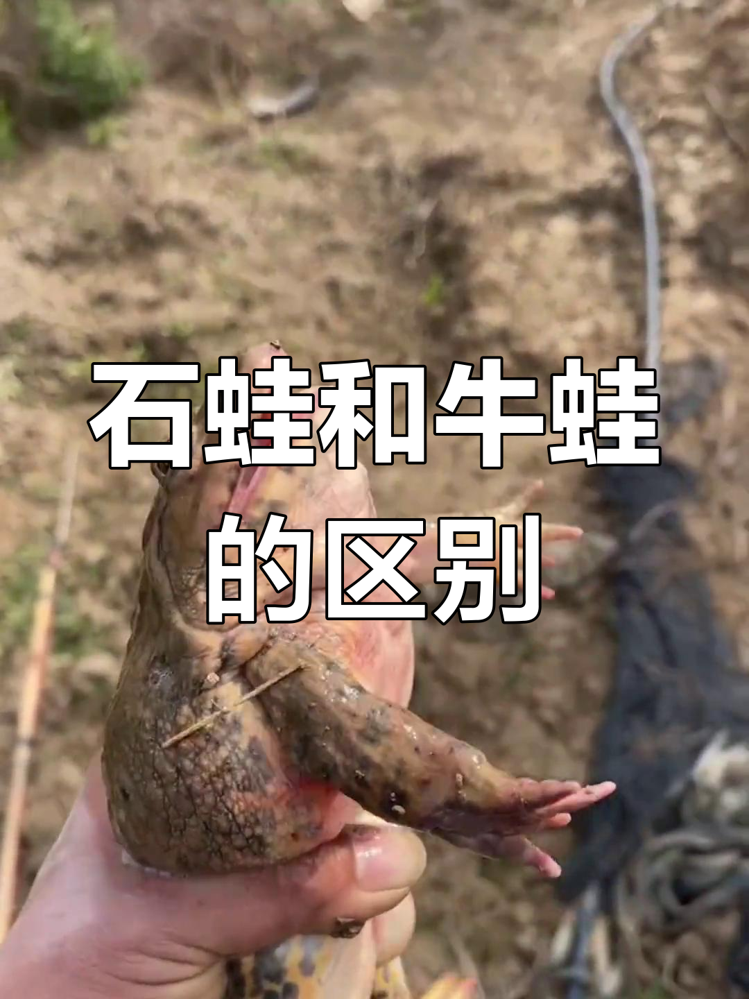 牛蛙与石蛙的叫声对比