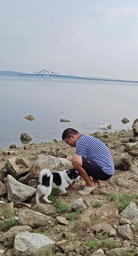 大雨过后,海边的碱蓬菜竟如此鲜嫩!