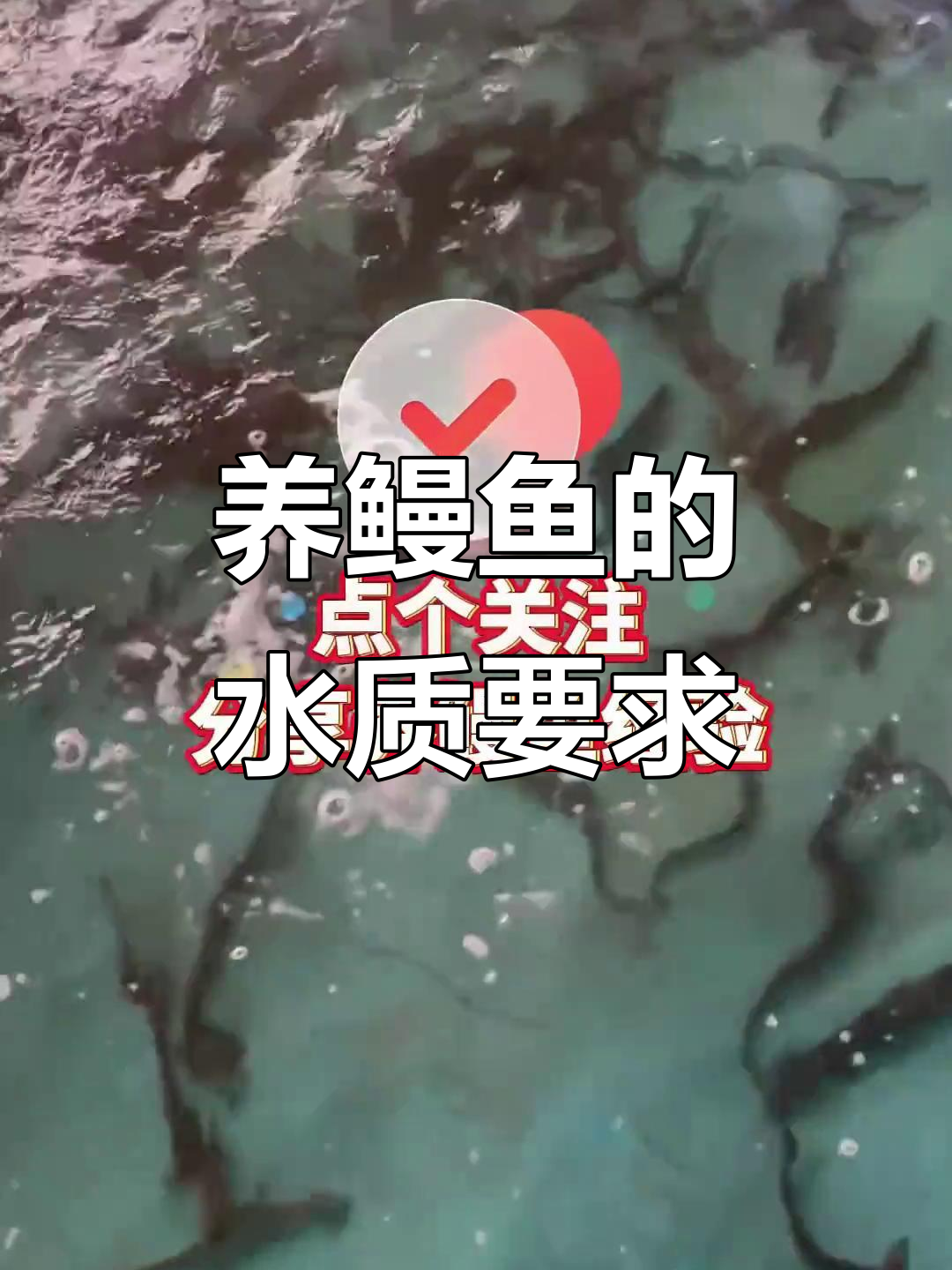 鳗鱼养殖水质与水深控制技巧，助你成功养好鳗鱼