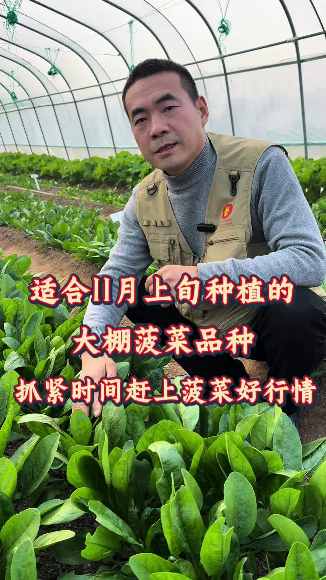 适合11月上旬大棚菠菜品种,抓紧时间赶上菠菜好行情!农业种植 蔬菜种子 菠菜 菠菜种植 豫