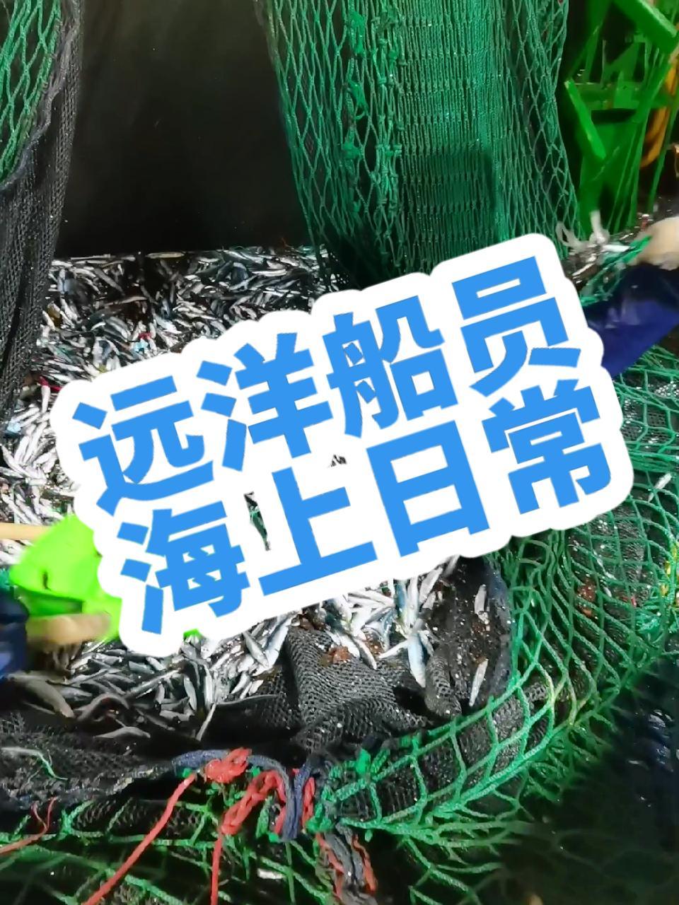跑船一年比一年难 最新消息 北太秋刀鱼船 预计比往年迟出去一到二月 国内船东大量启用外籍船