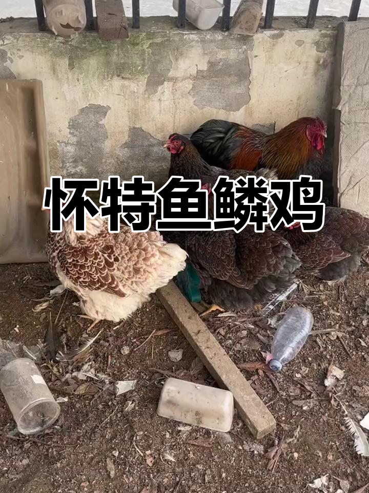 怀特鱼鳞鸡:稀有观赏品种,公母皆美