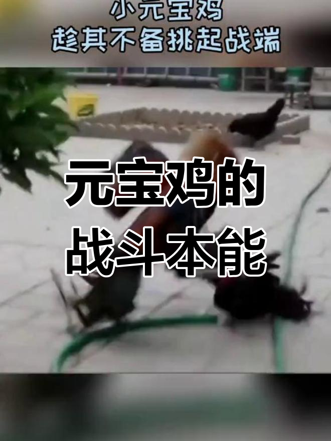 小元宝鸡虽小,却毫不畏惧挑战!它们为何如此好斗?