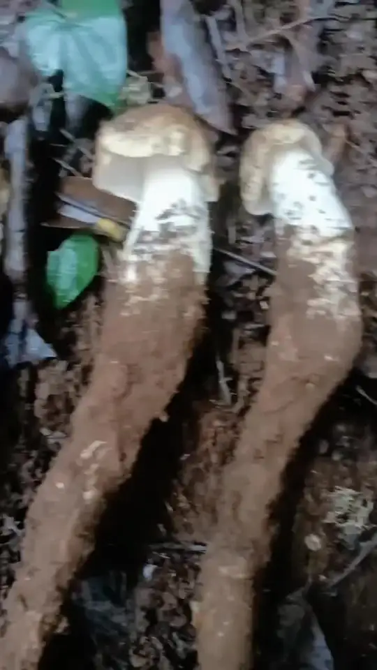 云南野生菌大揭秘,这些品种你见过吗?