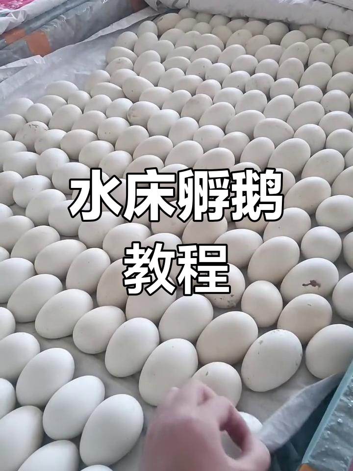 鹅蛋孵化技巧全解析:水床保温与温度控制