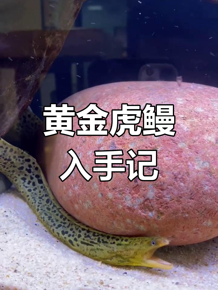 1200元买的黄金虎鳗,究竟值不值?