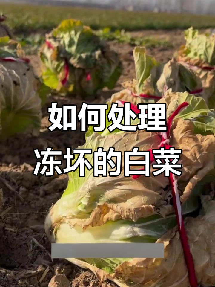 白菜冻坏了怎么办?如何解救被低温破坏的蔬菜