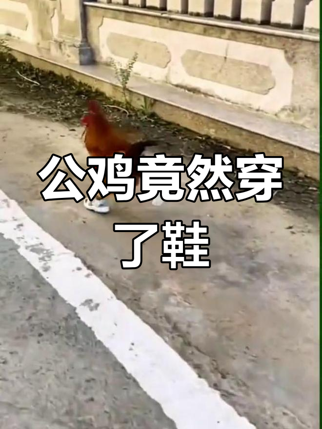 公鸡穿鞋引爆笑点