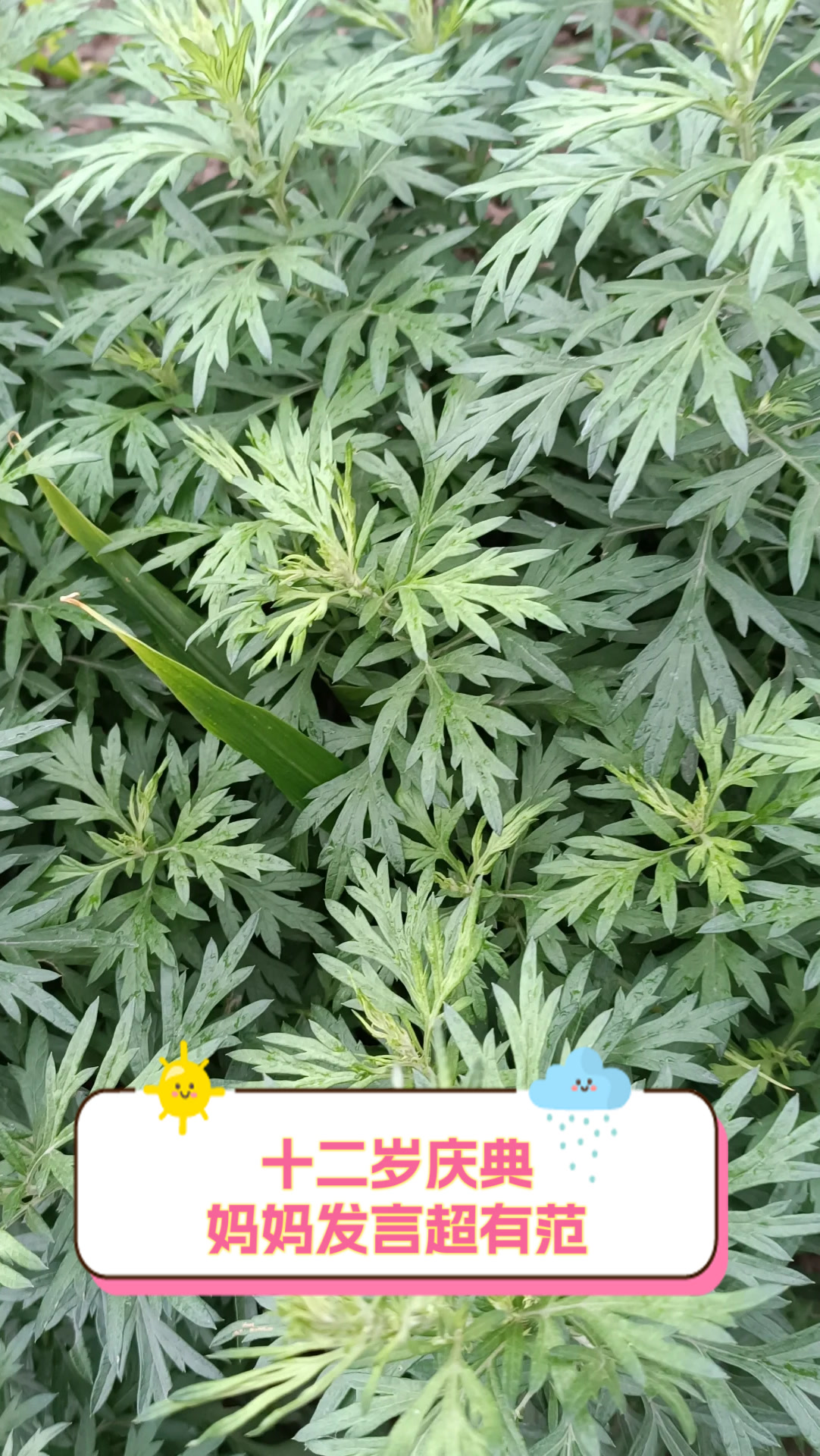 十二岁庆典,妈妈发言超有范