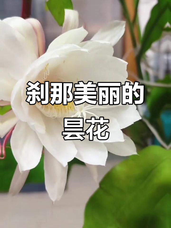 昙花:美丽一瞬,永恒之爱