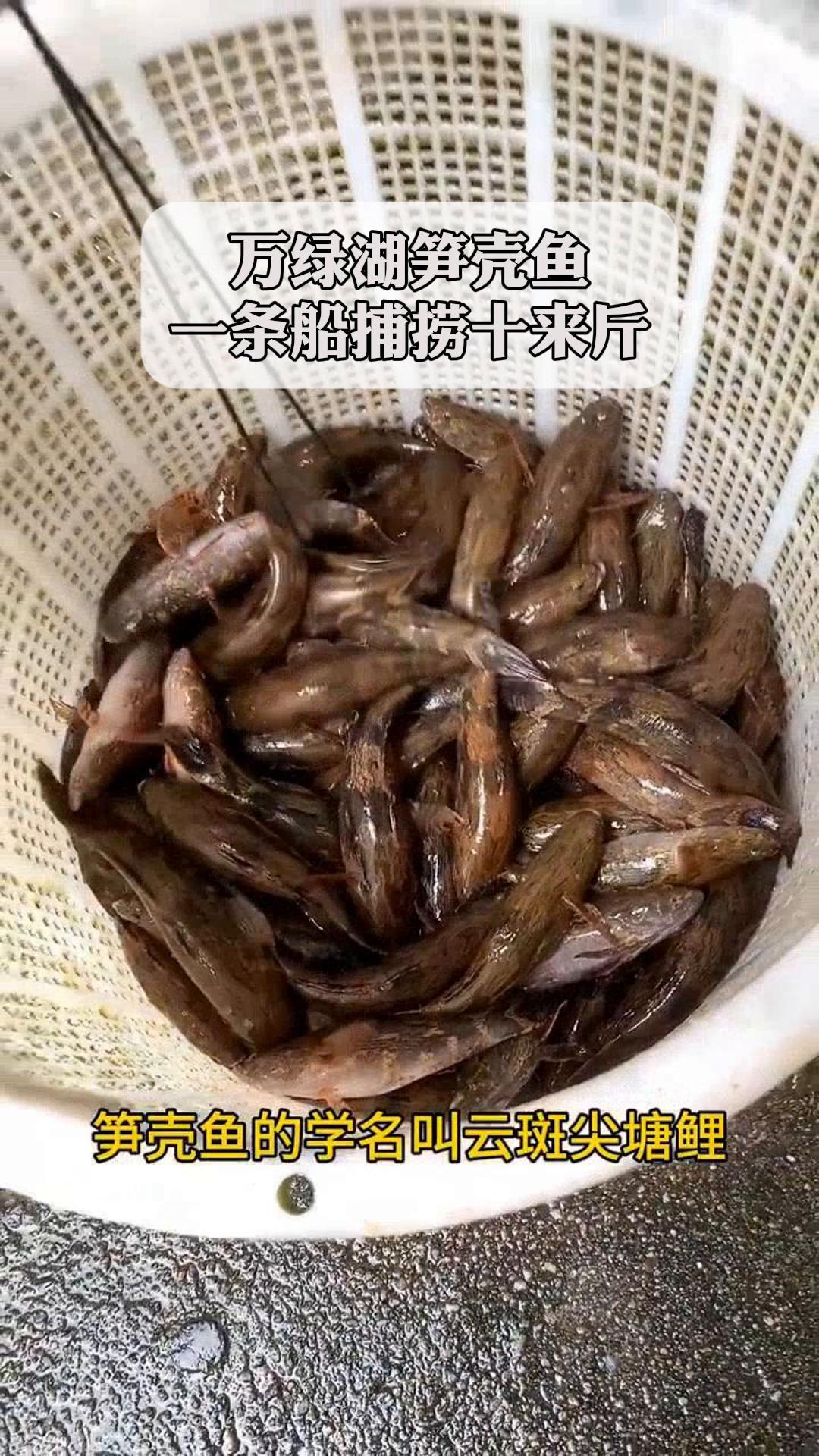 万绿湖笋壳鱼,一条船捕捞十来斤