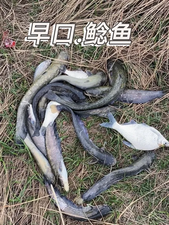 饵料能钓鲶鱼，可见这片水域鲶鱼密度有多高！