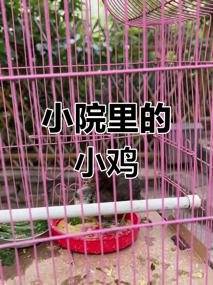笼子里的小鸡,竟然是帽子鸡的蛋孵出来的!
