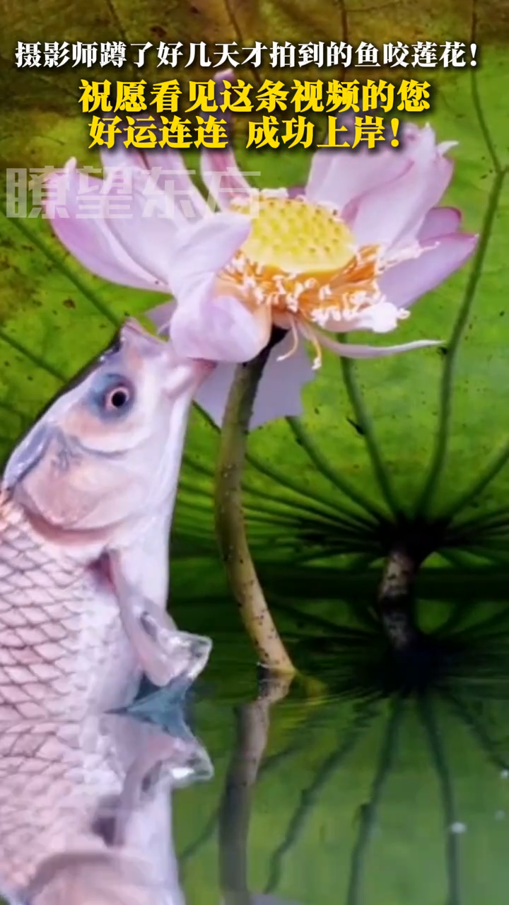 摄影师拍下罕见一幕！鱼咬莲花，愿您好运连连，成功上岸！
