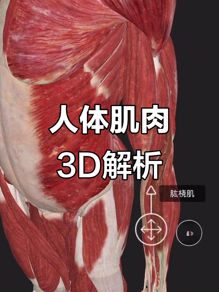 人体肌肉结构3D展示，手臂肌群详解