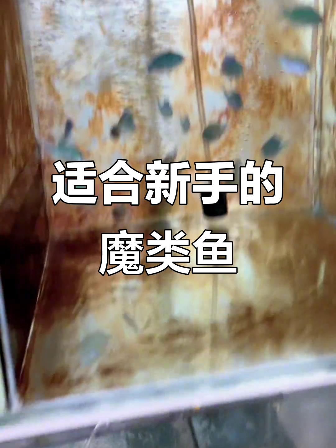 新手必看!魔类鱼入门,轻松养海缸