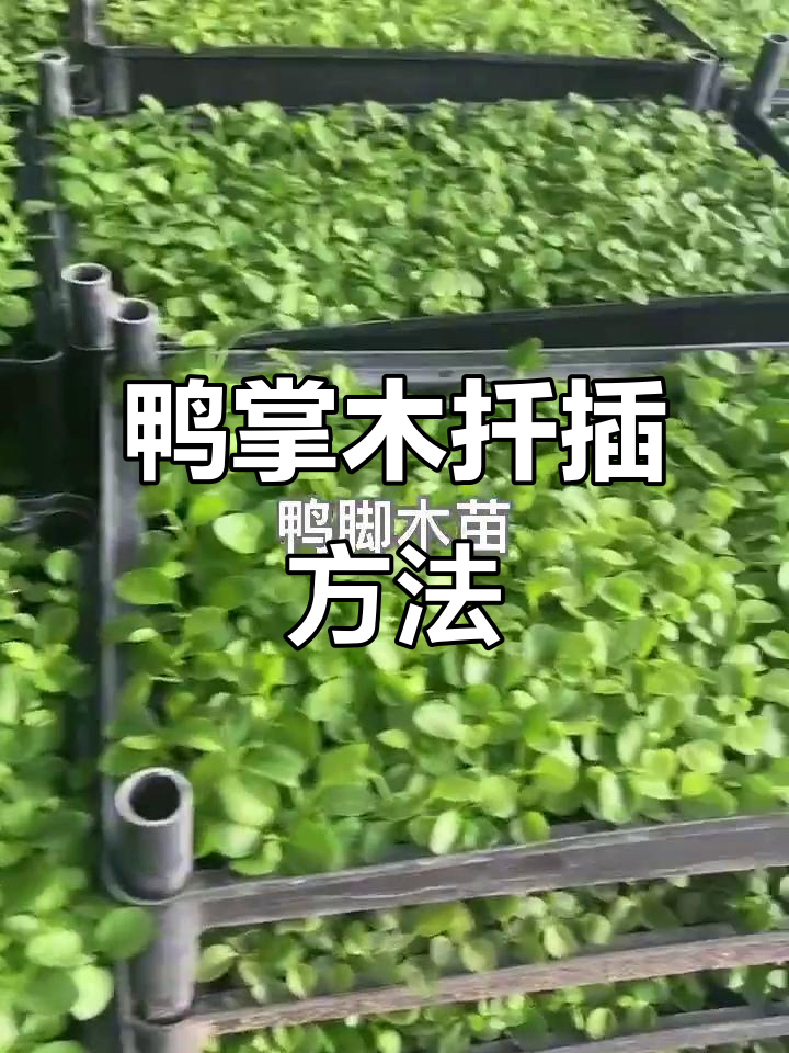 鸭脚木扦插技巧,轻松掌握旺季淡季管理