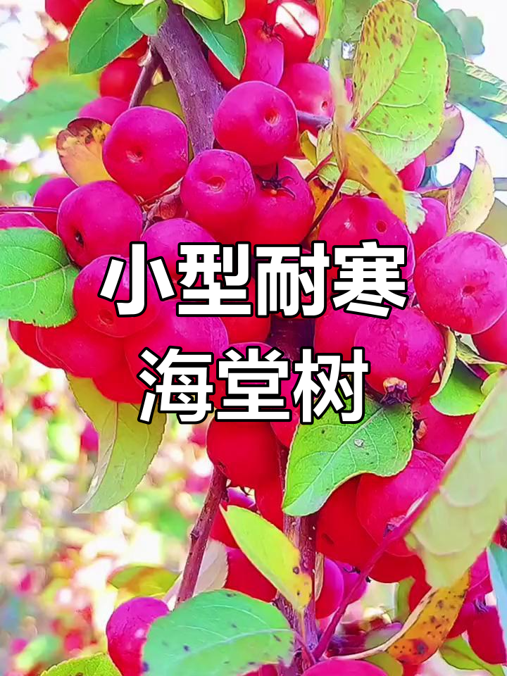 鸡心果,海棠系列小果树苗,阳台种植轻松管理