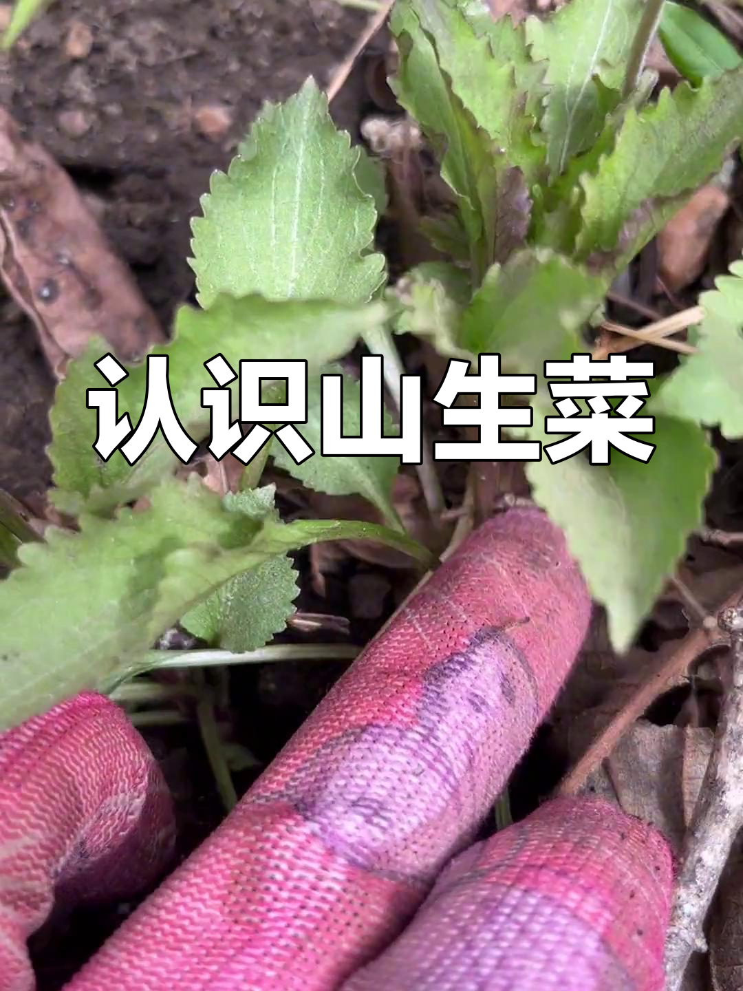 山生菜与野菜的差异解析