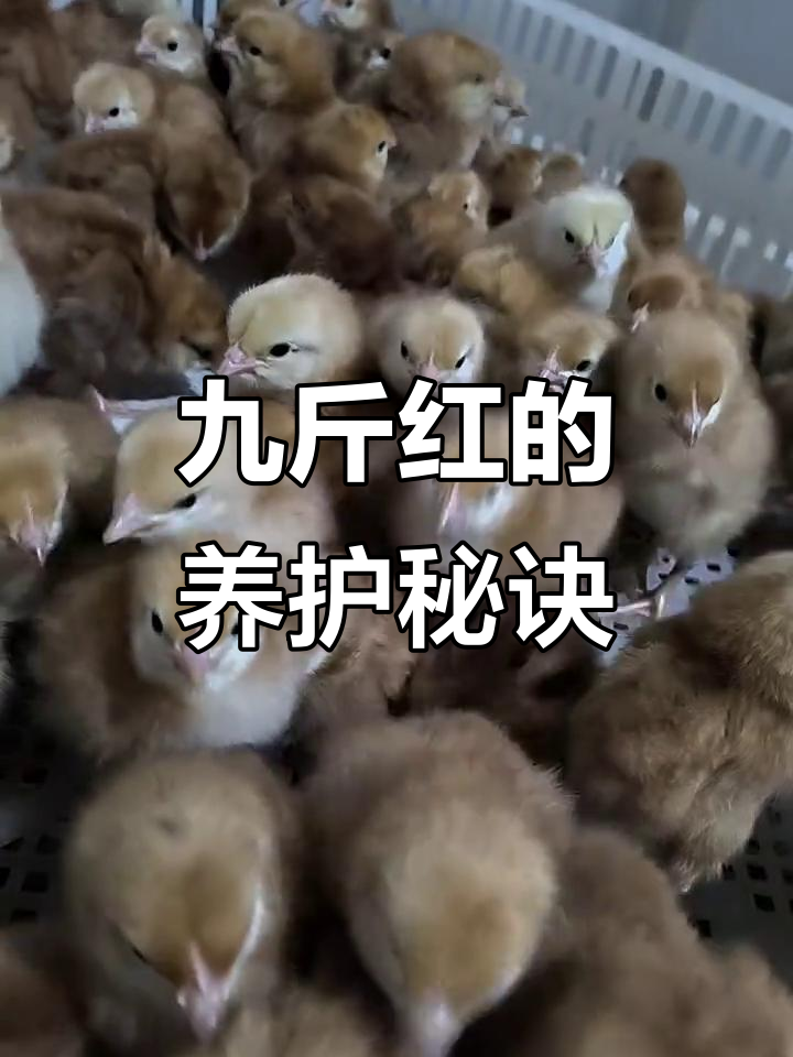 九斤红美丽又美味,母鸡产蛋频繁,需防蚊保持适宜温度
