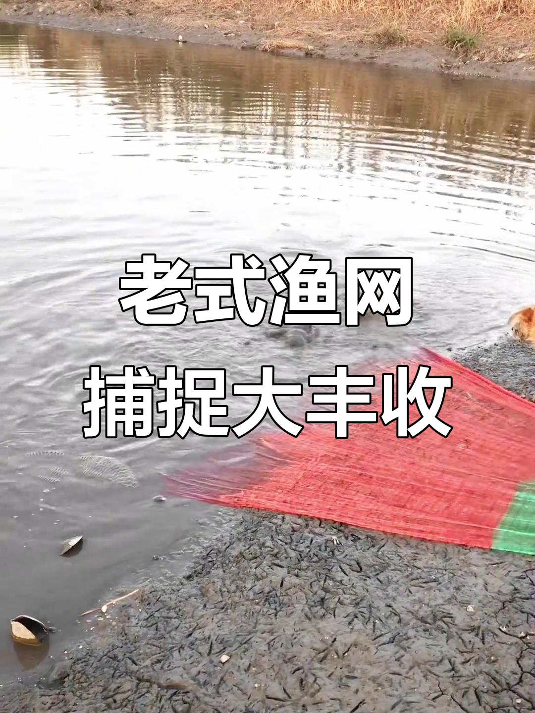 传统捕鱼网实拍,抓到各种鱼类!