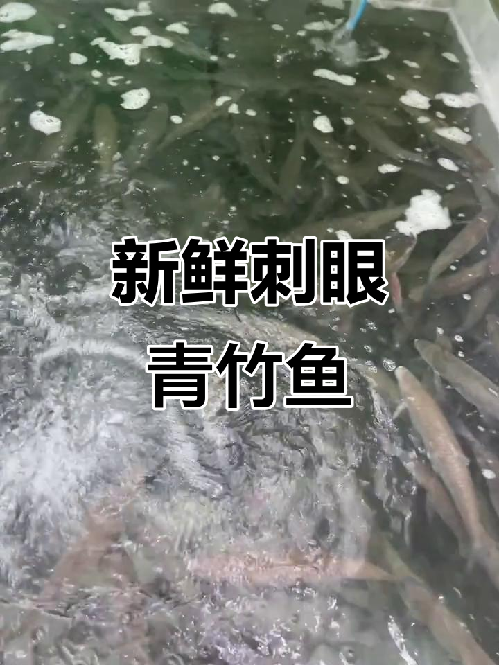 新鲜青竹鱼与海鲈鱼到店,草鱼肉质鲜美
