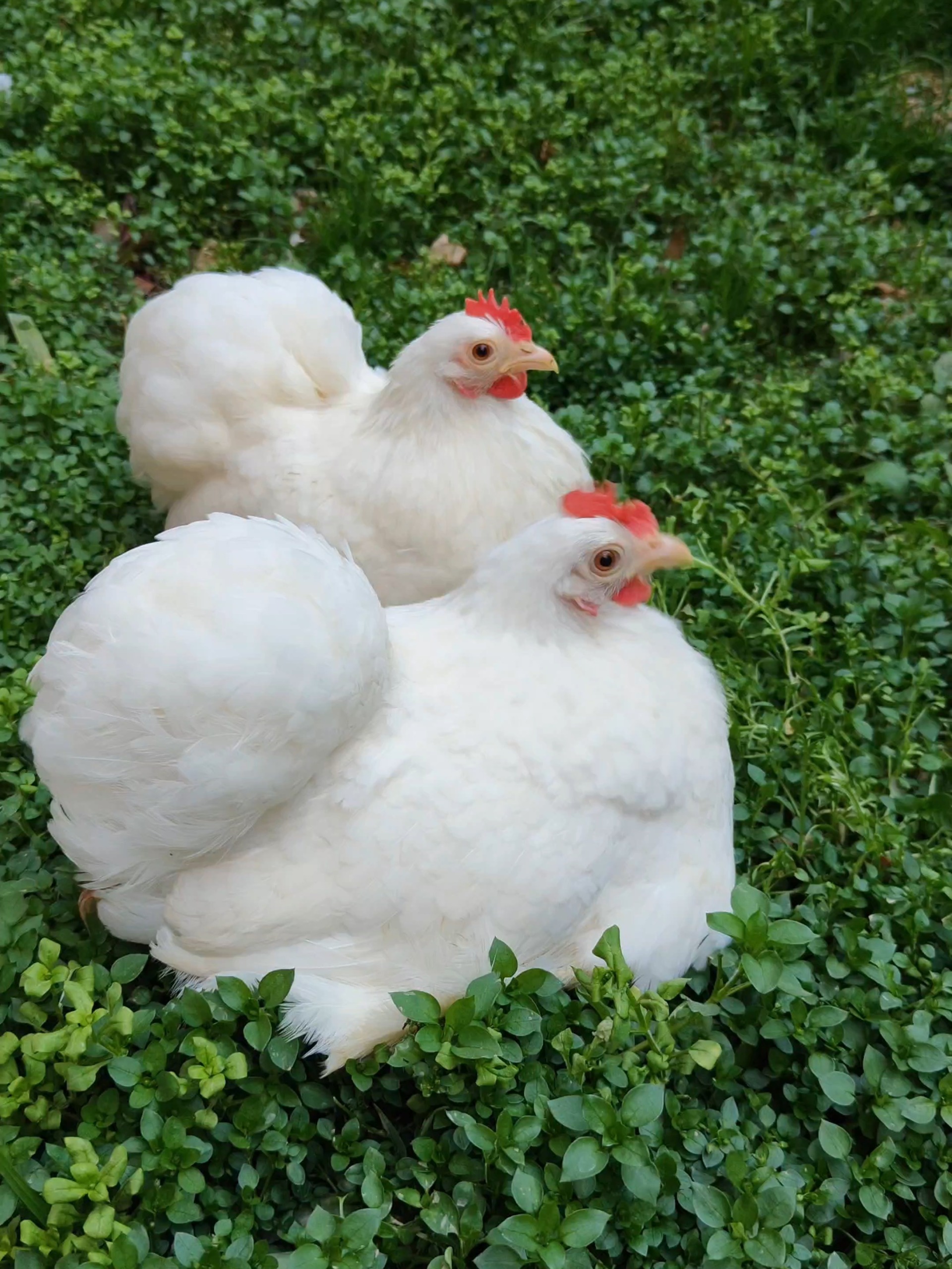 「宠物日常」化身除草机的科钦球鸡