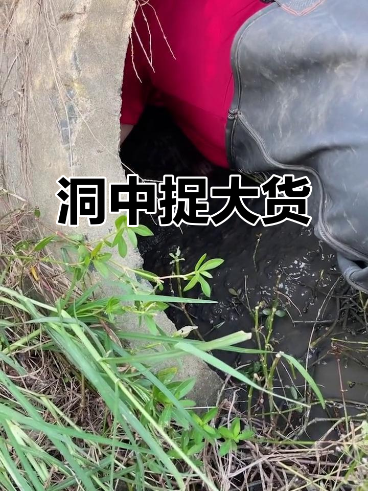 美女挑战大货,洞里抓鱼惊险连连