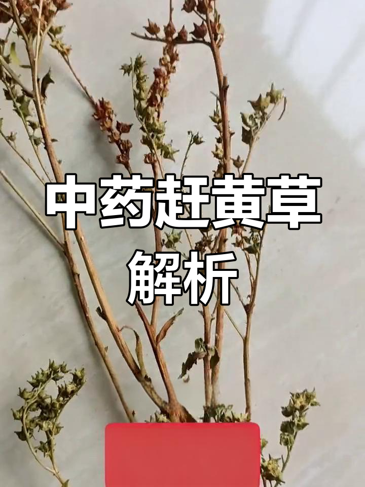赶黄草:中药宝藏与健康益处