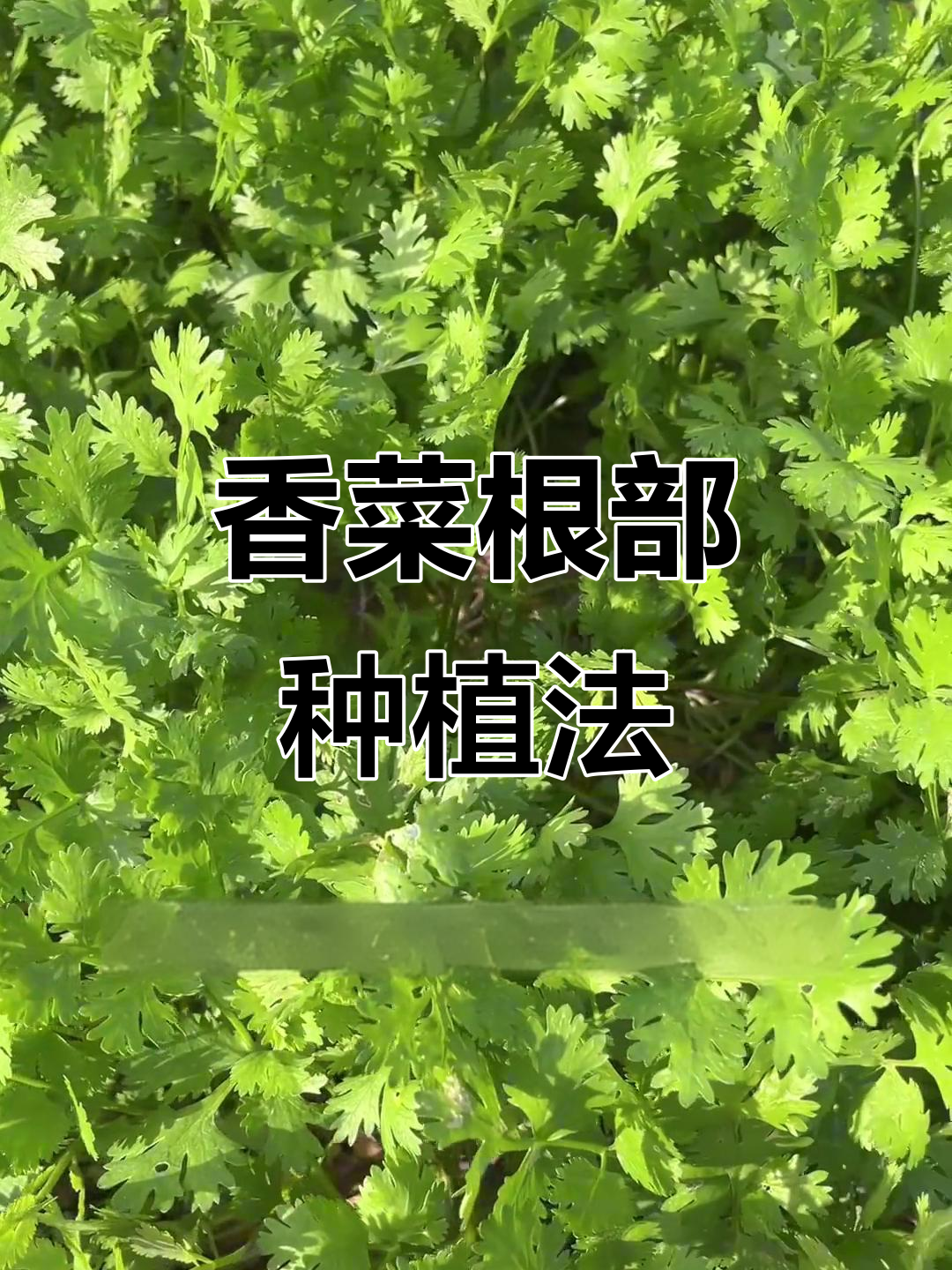 香菜根也能种,移栽生长更快速