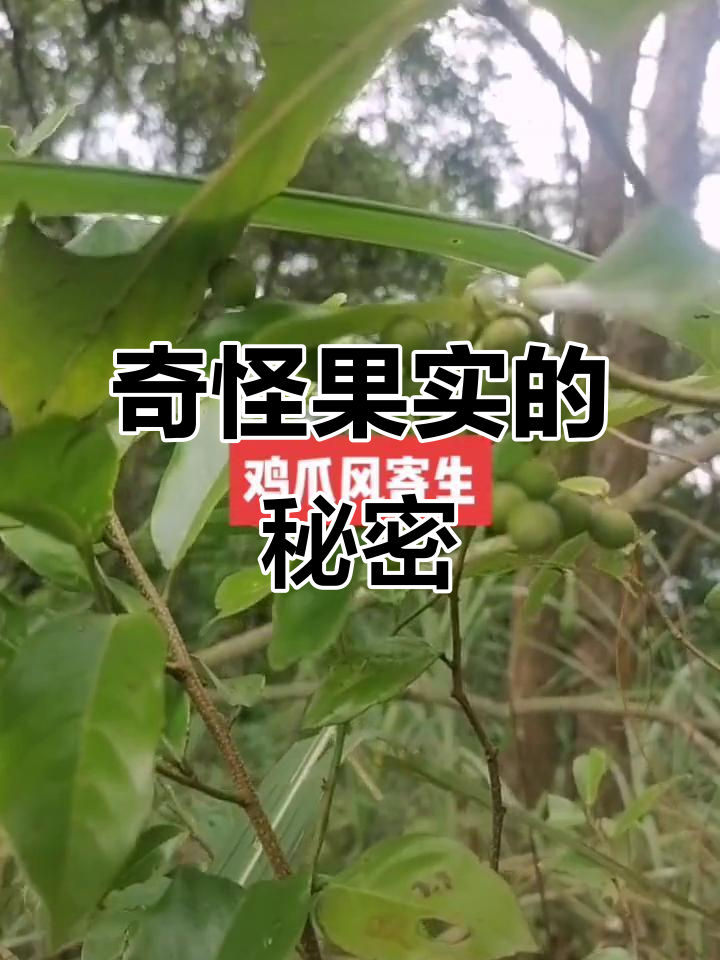 见过这种奇怪的鸡爪风吗?竟然是这样的果实!