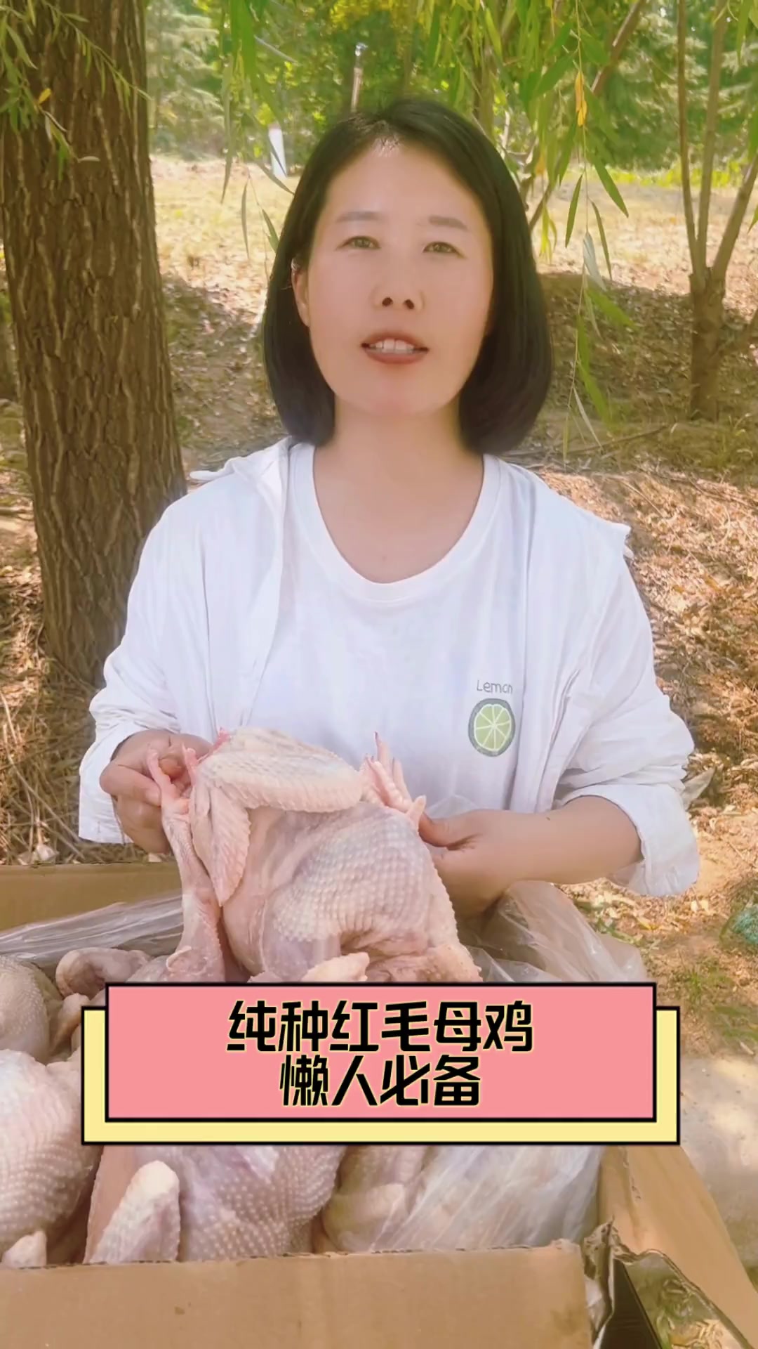 纯种红毛母鸡,懒人必备