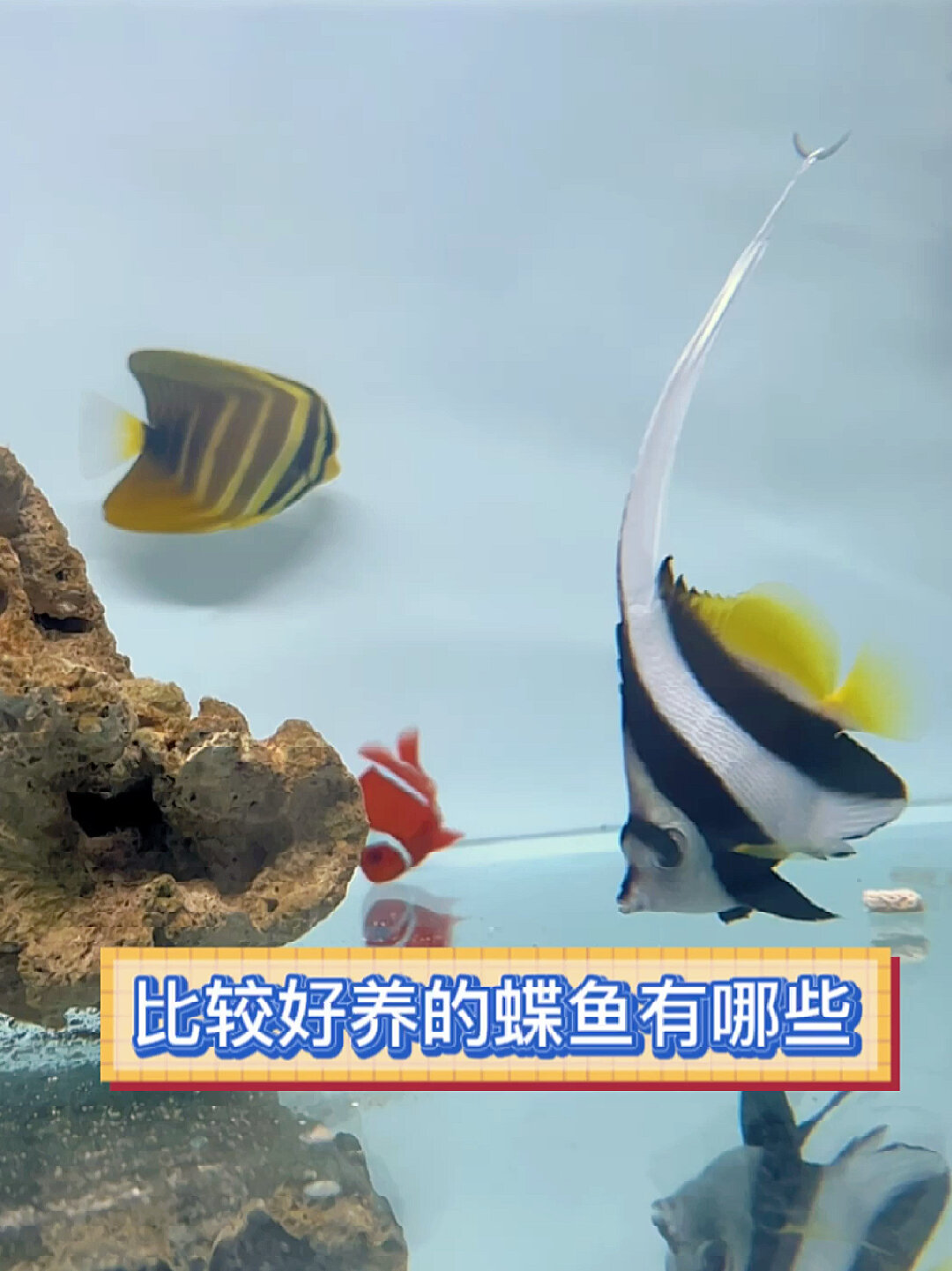 那些蝶鱼比较好养呢?