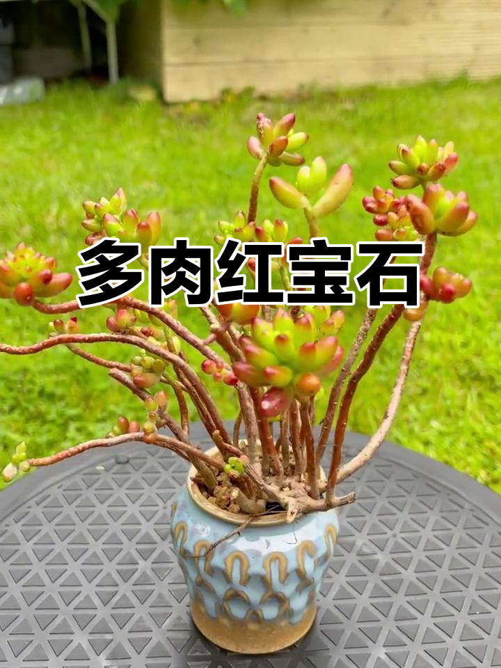 虹之玉,多肉植物中的红色瑰宝,生长迅速且易繁殖