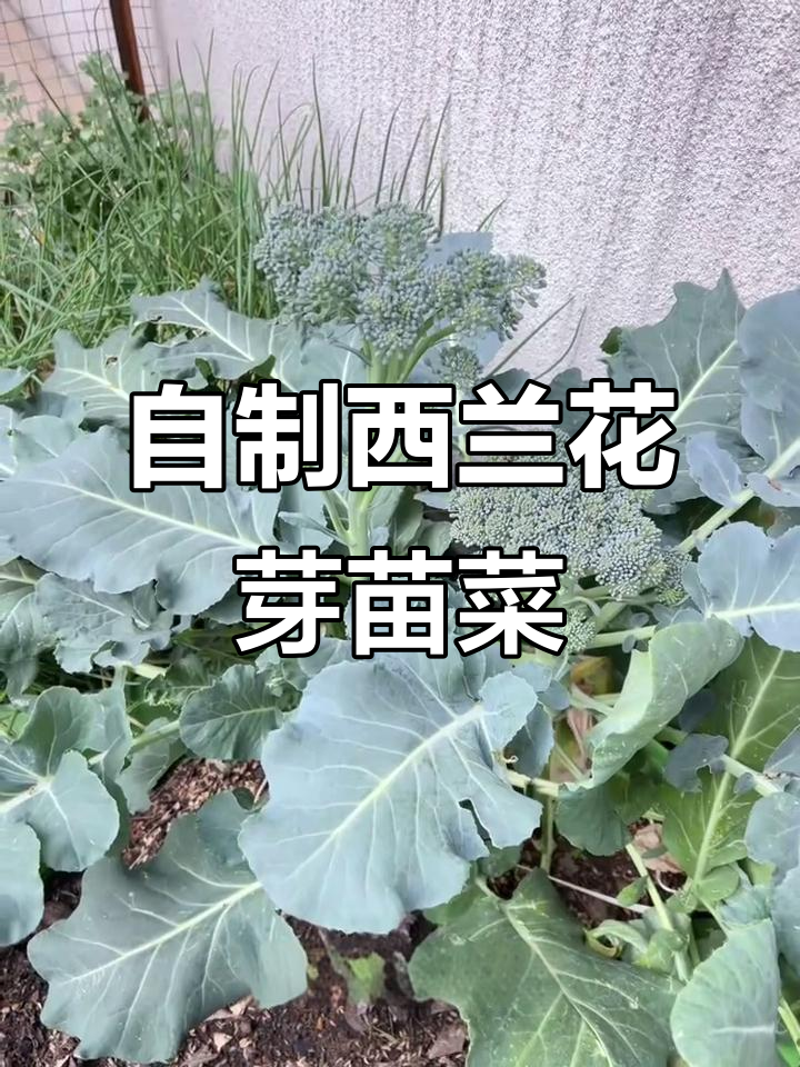 西兰花种子卖高价,自己留种做芽苗菜更划算