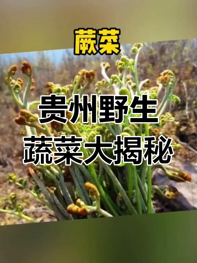 贵州十大必吃野菜,看看你尝过几种?