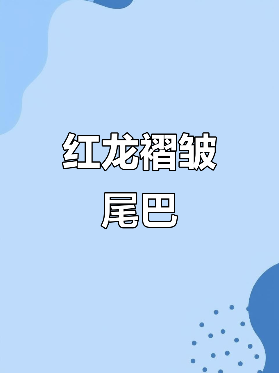 泰国斗鱼红龙褶皱羽毛尾,惊艳之美让人窒息