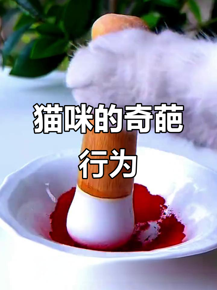 这只“傻”猫偷蛋做铜锣烧,还送我口红!