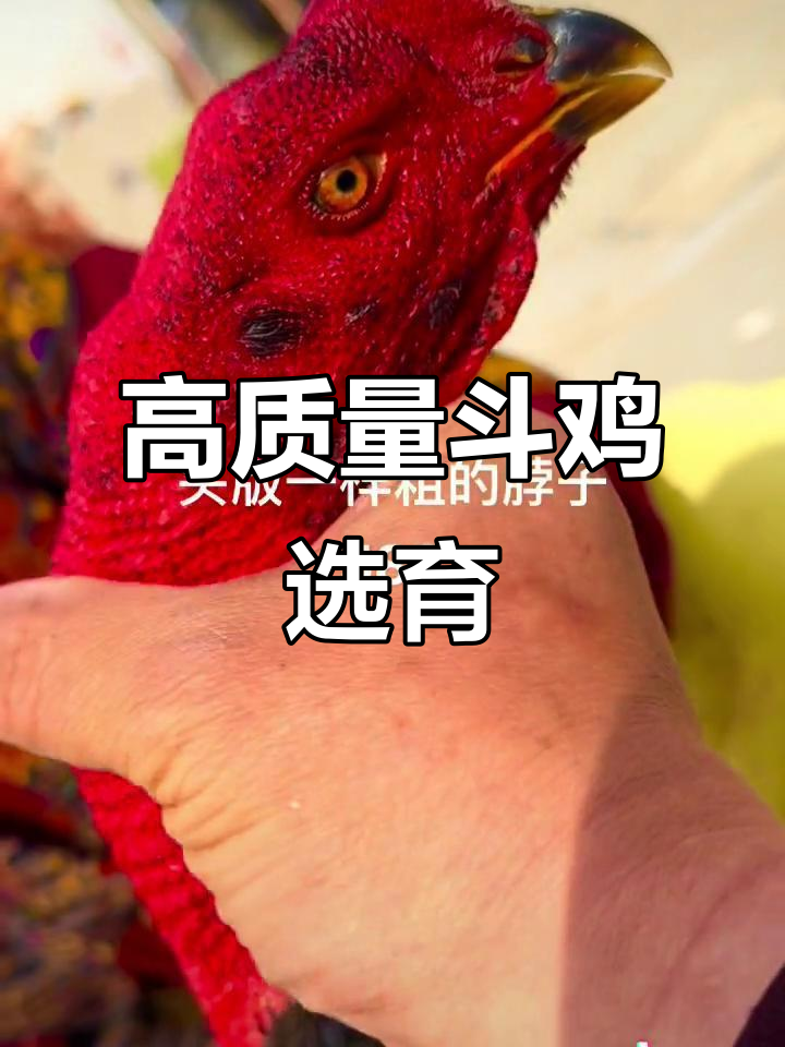 斗鸡养殖技巧:如何挑选优质黑母鸡,腿重七斤