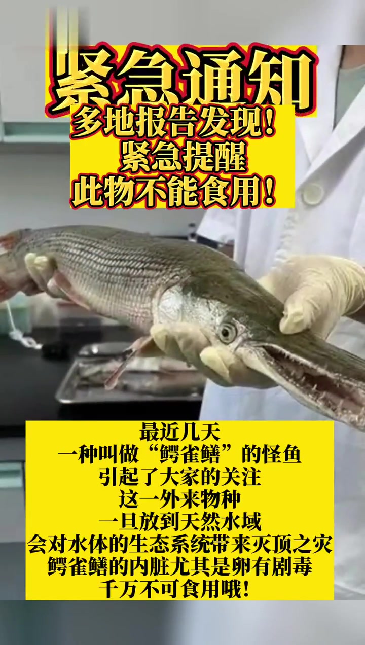 紧急!多地报告发现!紧急提醒:此物不能食用!怪鱼 食品安全 鳄雀鳝