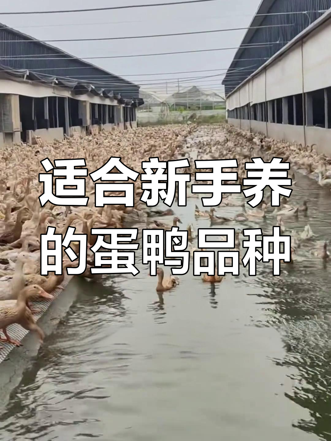新手养蛋鸭,选对品种事半功倍