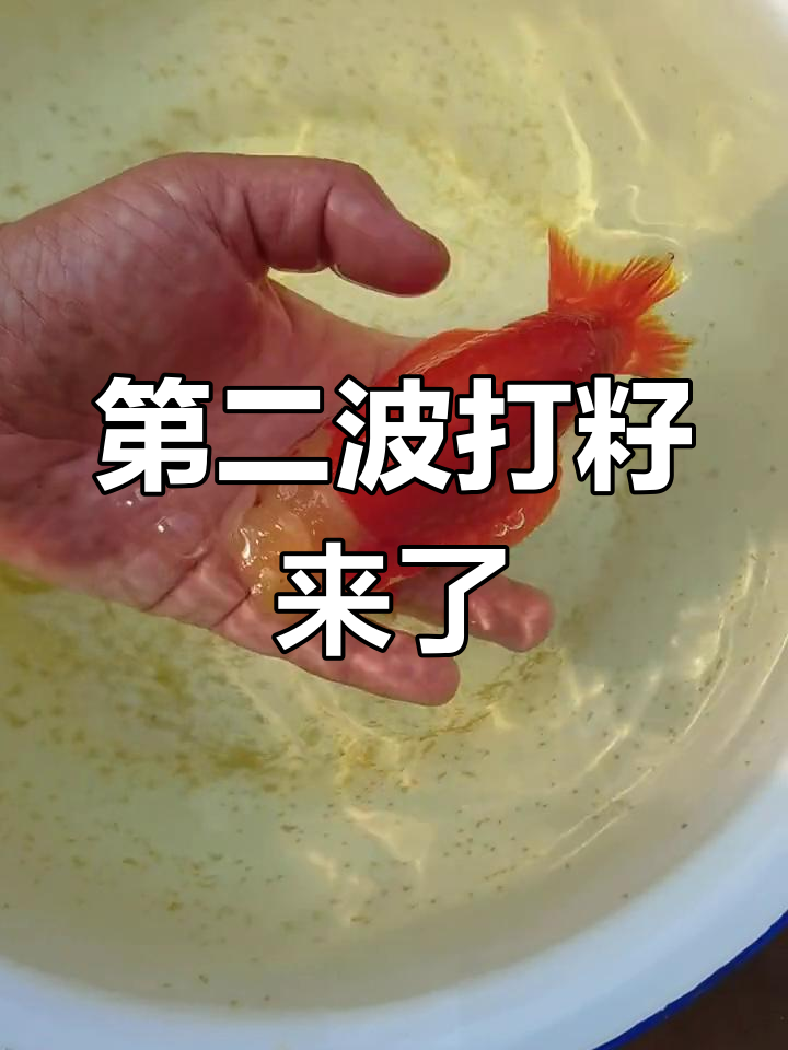 兰寿金鱼繁殖过程揭秘