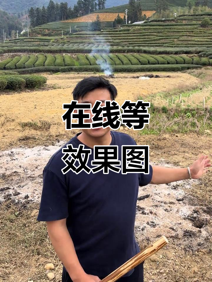 菜园规划求助,效果图选哪张?